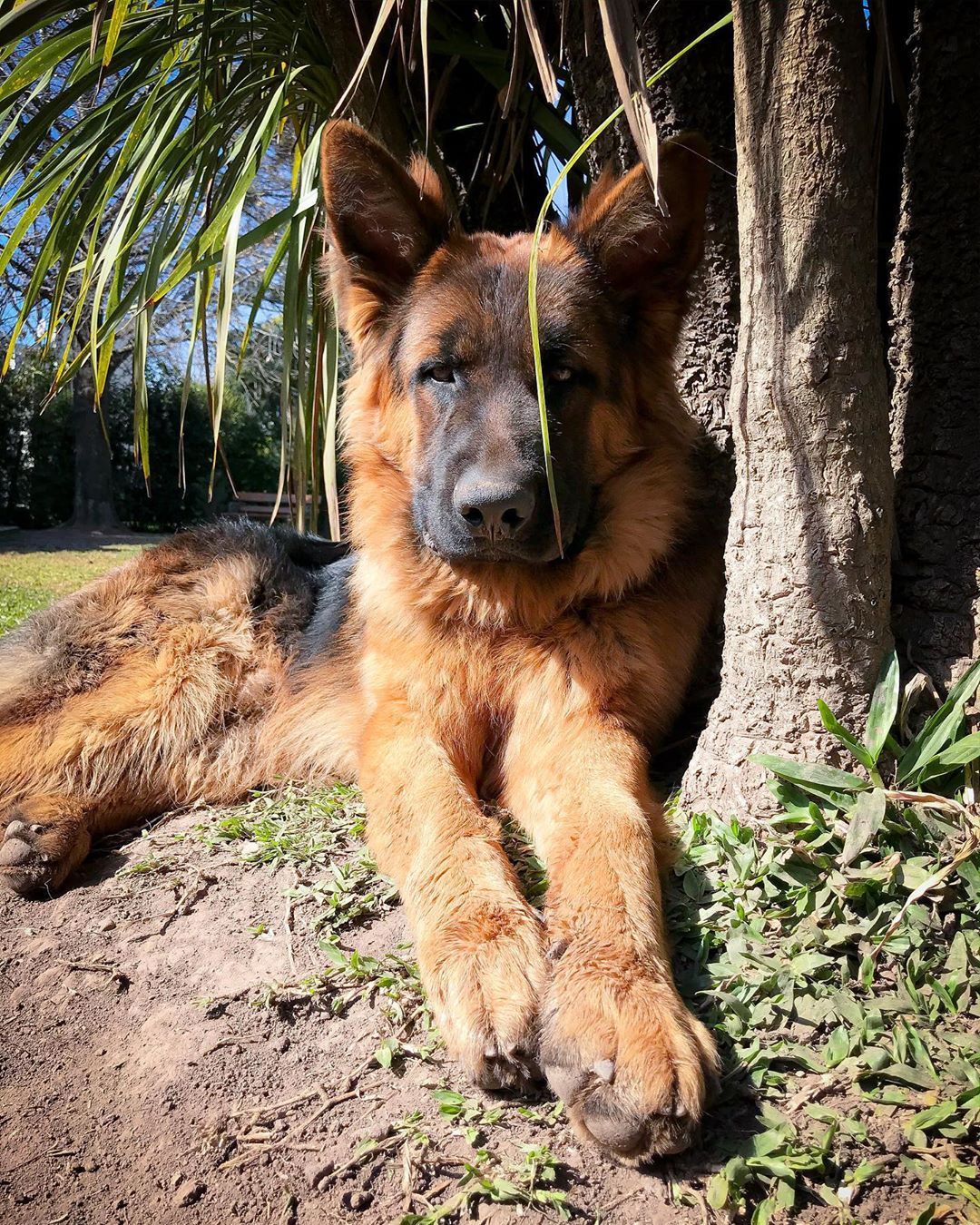 Top 50 Smartest German Shepherds Dogs In The World ...