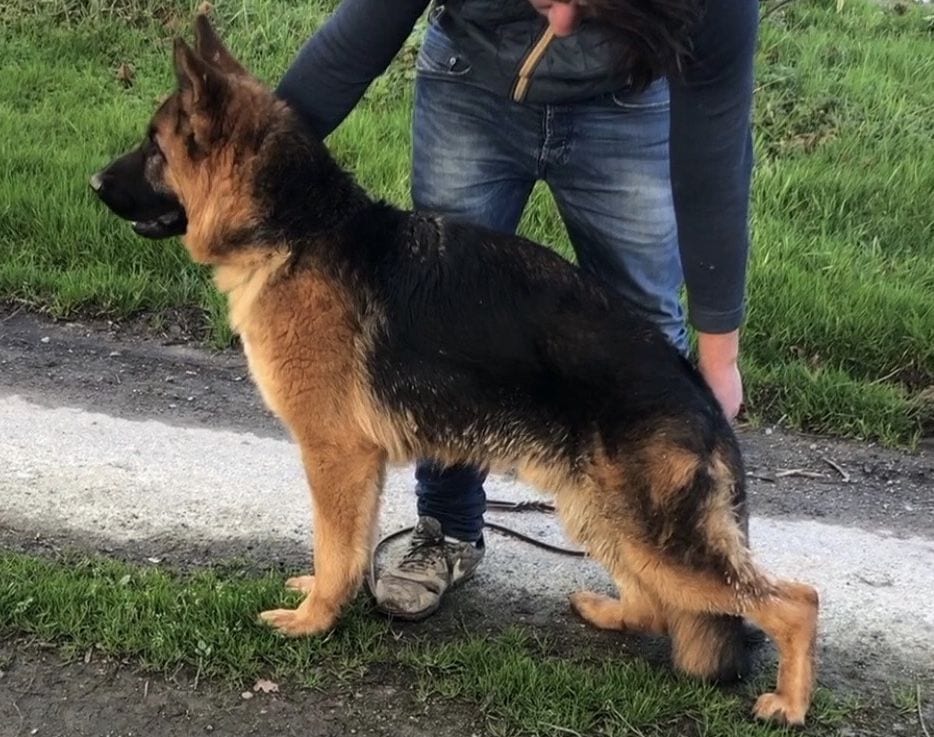 TOP Pedigree High Quality German Shepherd Young Male for ...