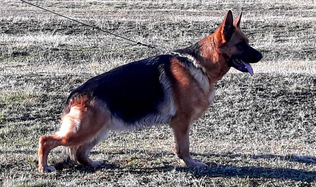 TOP Pregnant German Shepherd Female for Sale in Bosnia and ...