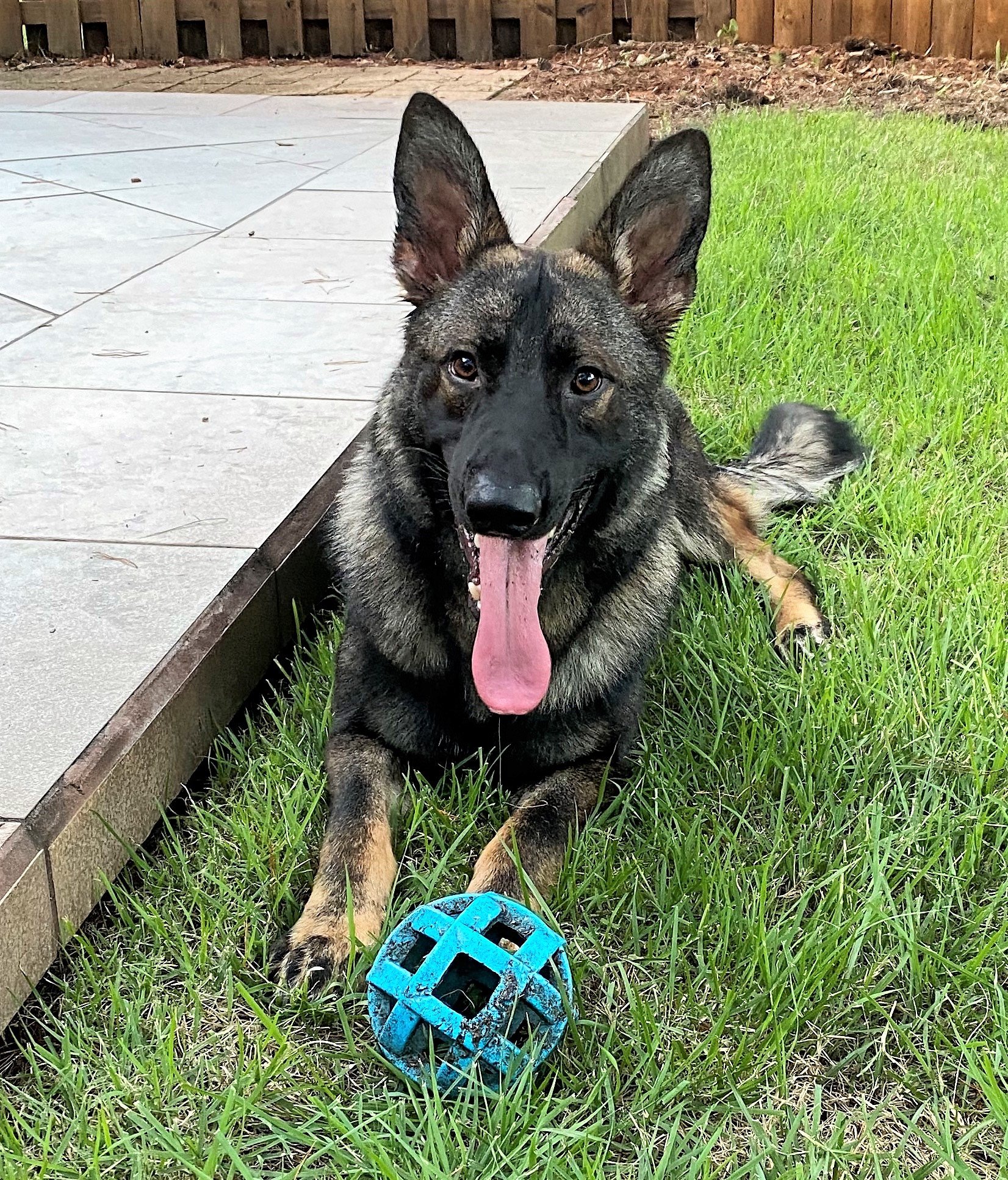 Trained Male German Shepherds for Sale in Texas