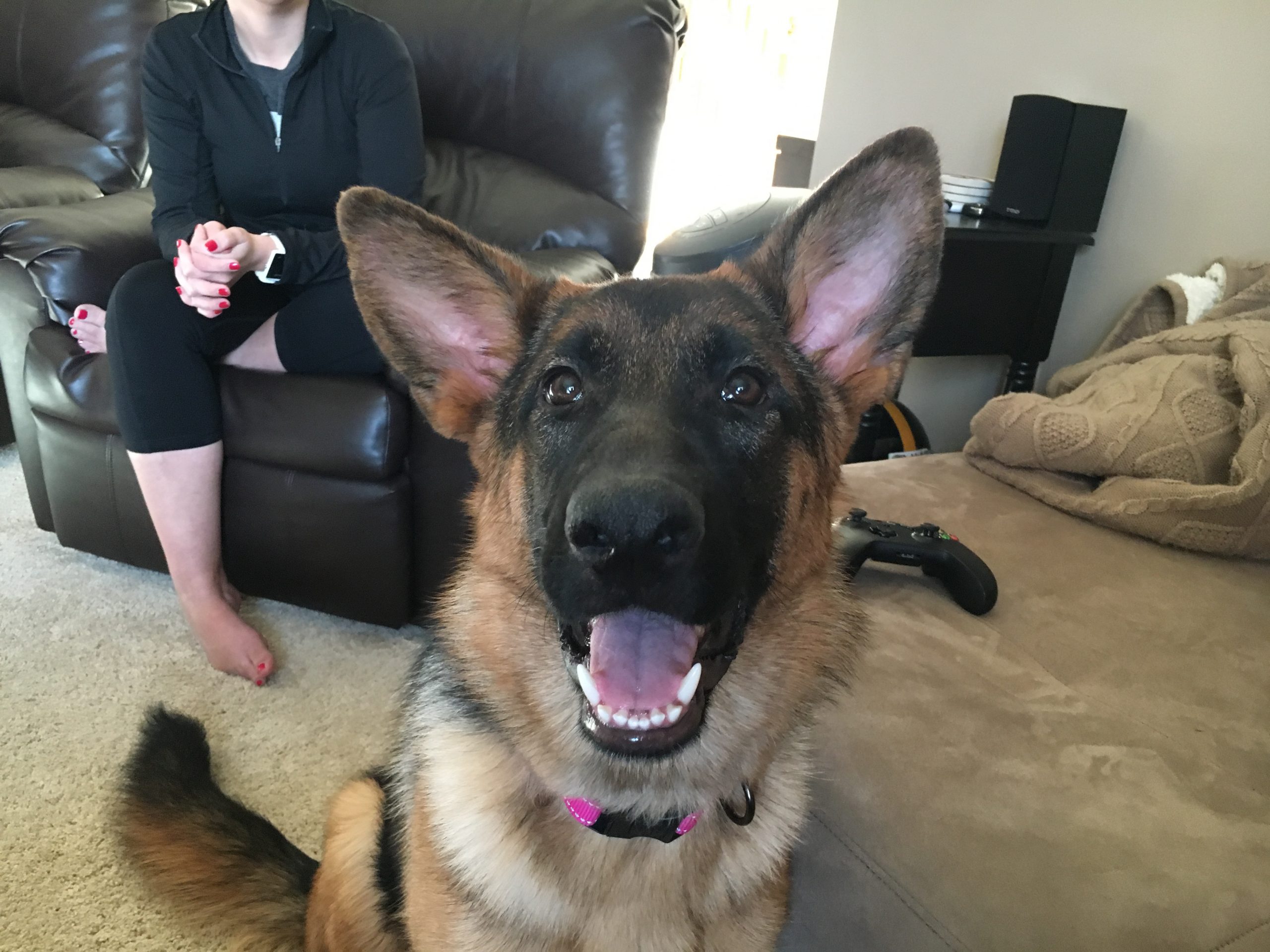 Training a German Shepherd Puppy to Focus to Help Her ...