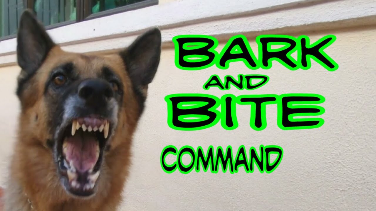 Training German Shepherd Dog Bark And Basic Bite Command ...