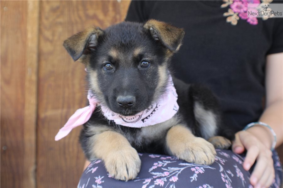 Trixie: German Shepherd puppy for sale near Kansas City, Missouri ...