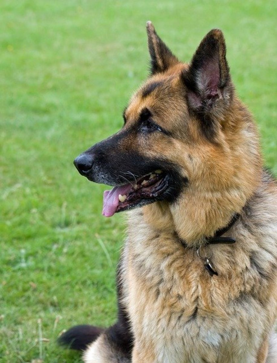 Types of German Shepherds: A Dog Varieties Guide