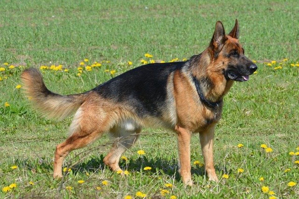 Types of German Shepherds: A Guide to Dog Breed Variations ...