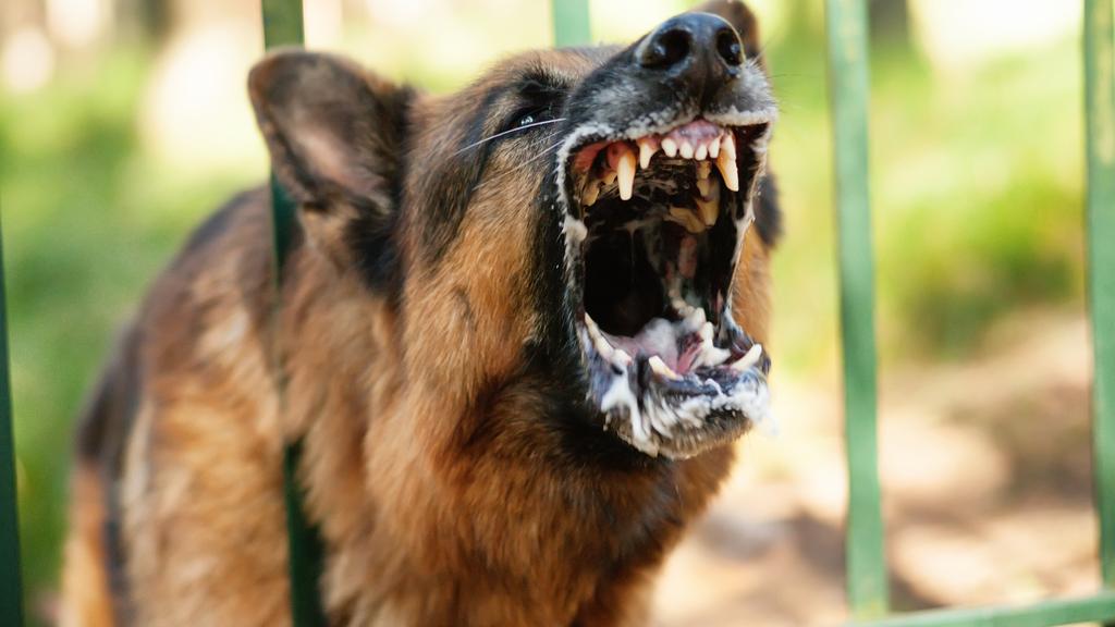 View Do German Shepherds Attack Their Owners? Pictures ...