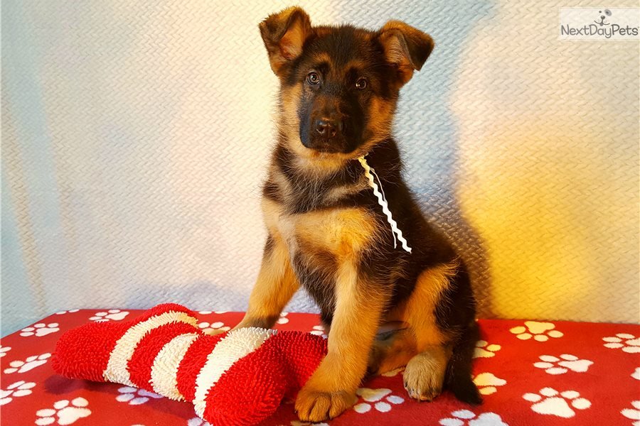 Vom Buflod Female : German Shepherd puppy for sale near Cincinnati ...