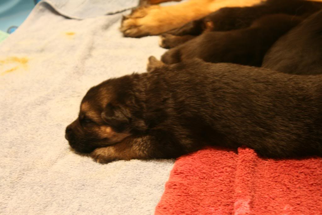 Von Onyxberg German Shepherds: 2 Week Old Puppies!