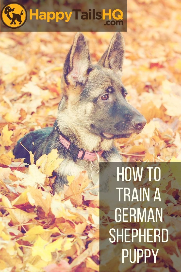 Want to learn how to train a German shepherd puppy? Check ...