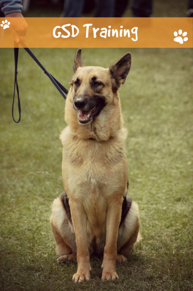 Want to teach your dog how to sit? Follow these tips! #gsd ...