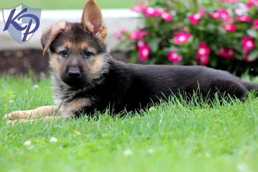 Watson  German Shepherd Puppies for Sale in PA