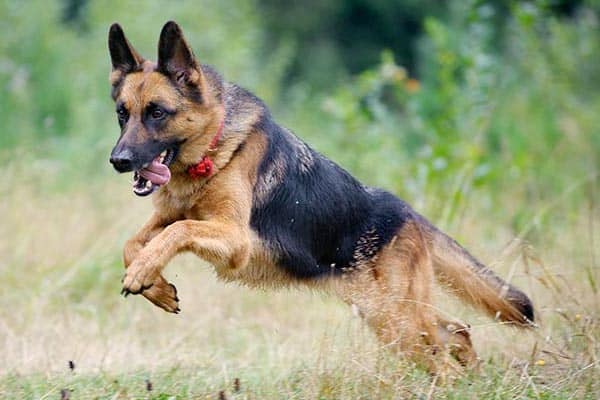 What Are German Shepherds Bred For: Learn the Origins Of ...