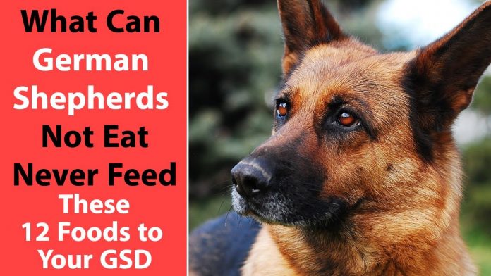 what can german shepherds not eat never feed these 12