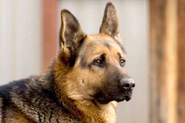 What Do German Shepherds Eat? These 34 Things to Enrich ...