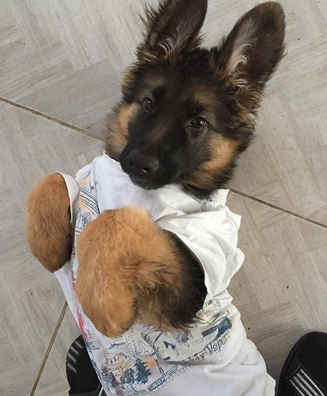 What do you mean I look like a bunny?! @baronn.the.gsd # ...
