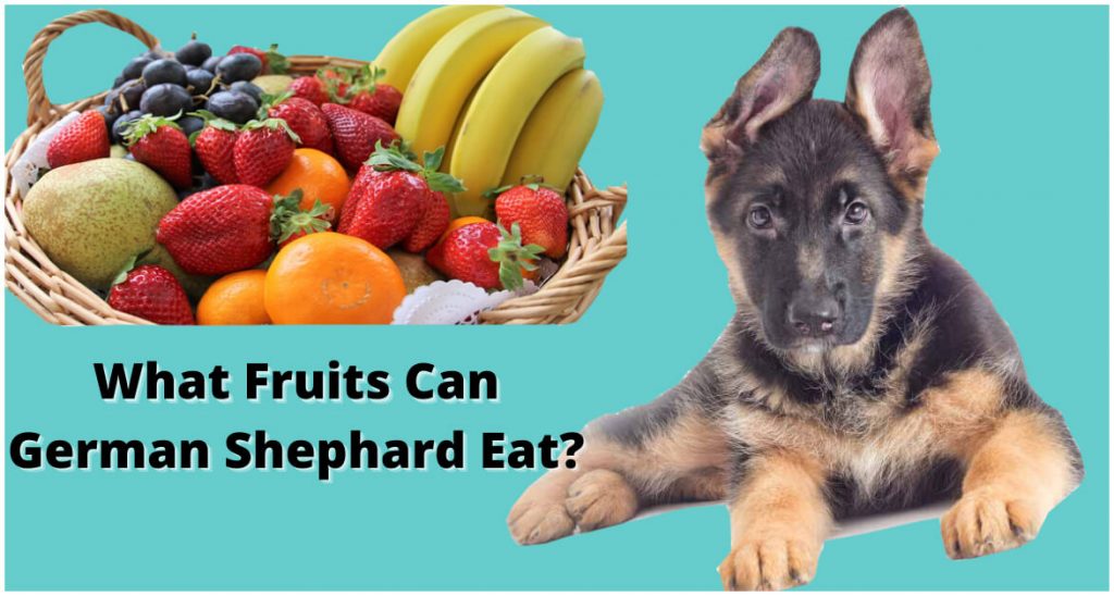 What Fruits Can German Shepherds Eat [19 Fruits with their ...