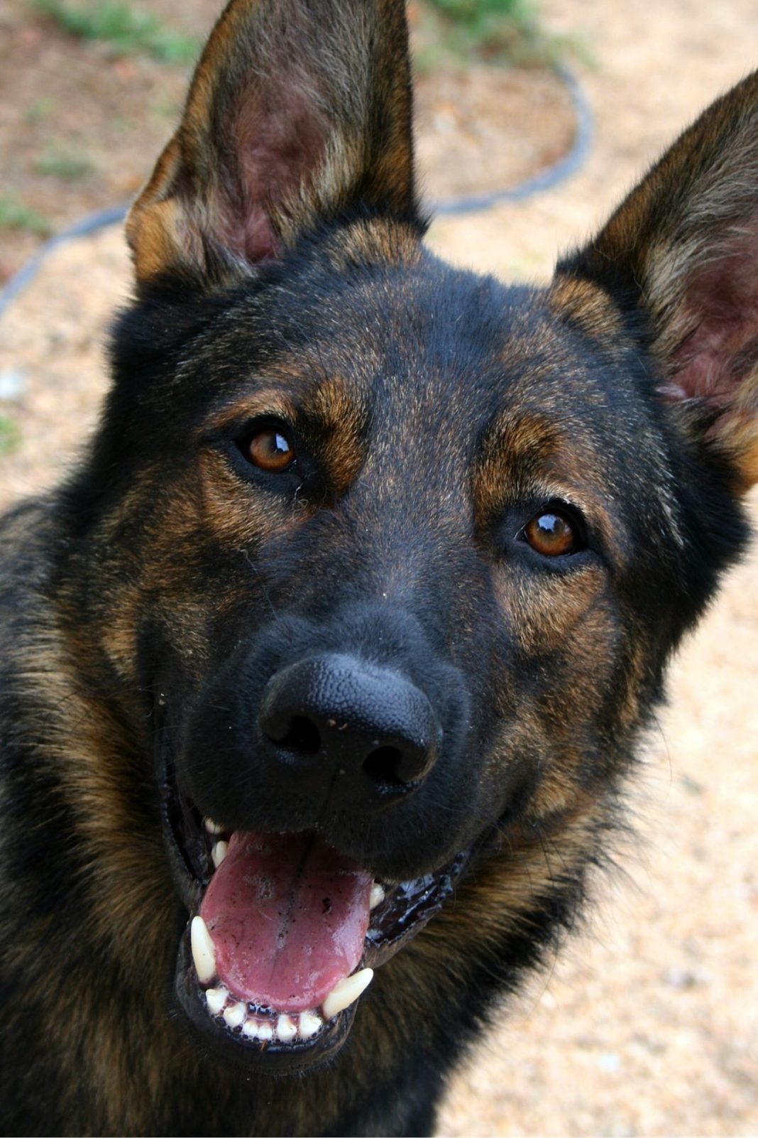 What Is A Dog That Looks Like A German Shepherd
