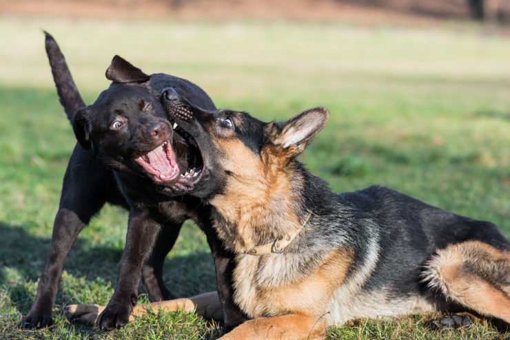 What is a good companion for a German Shepherd dog?