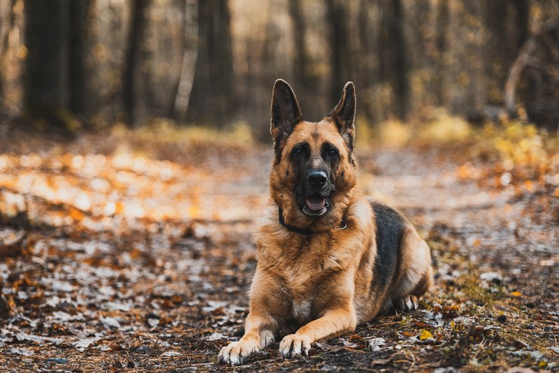 What Is the Average Lifespan of a German Shepherd ...