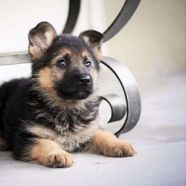 What is the Best Diet for a German Shepherd Puppy? (With images ...