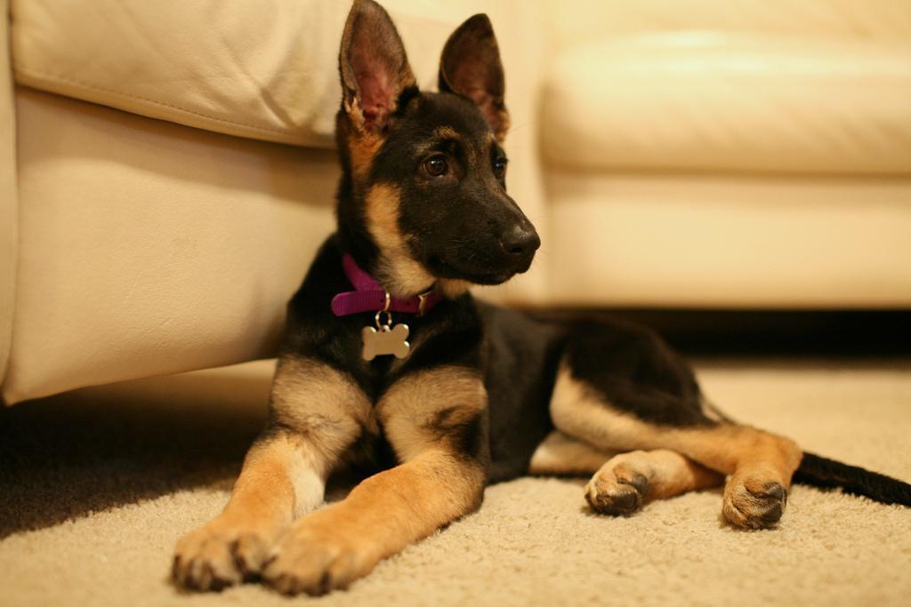 What is the Best Diet for a German Shepherd Puppy?