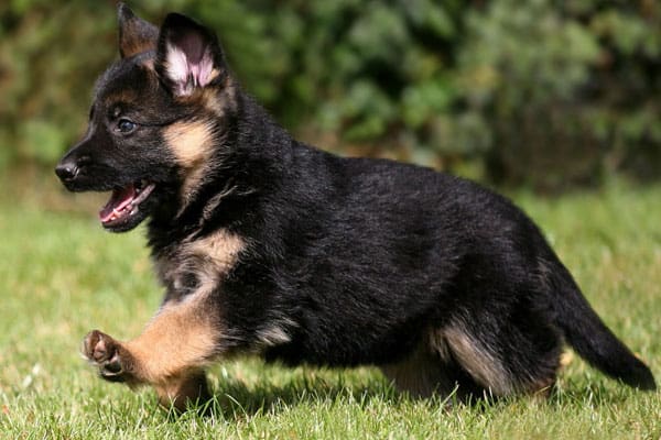 What is the Best Length of Time I should Walk My GSD Puppy ...