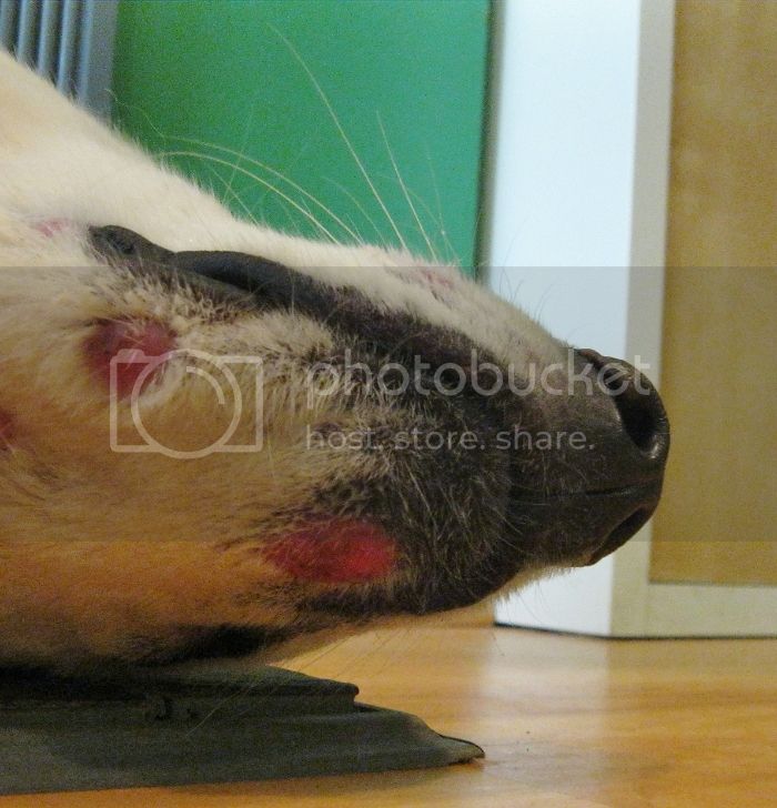What is this (open sores on muzzle) ? Help!