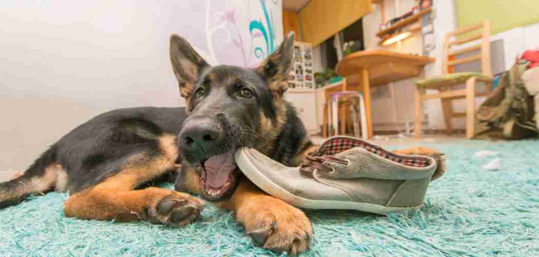 What should a German Shepherd Puppy Eat? (The Ultimate Guide To A ...