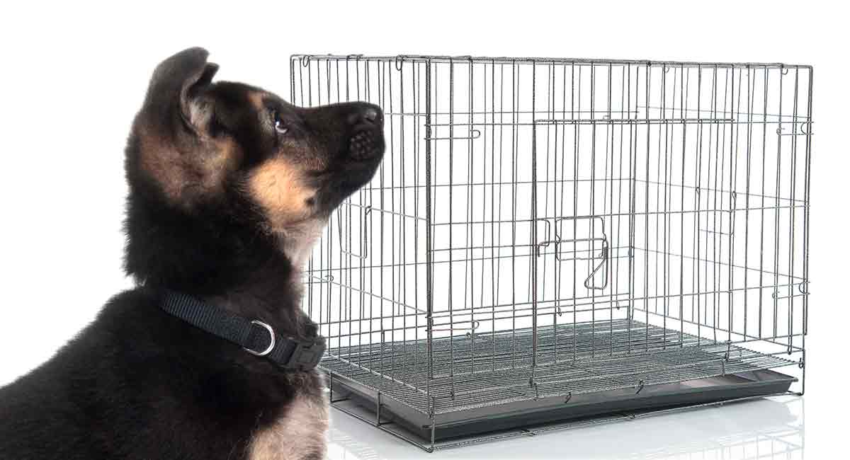 What Size Crate For A German Shepherd: The Best Options ...