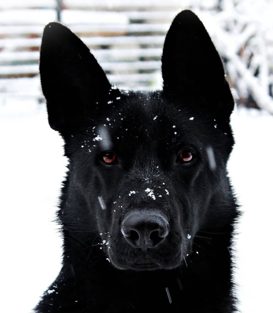What Temperatures Can German Shepherds Tolerate? â The ...