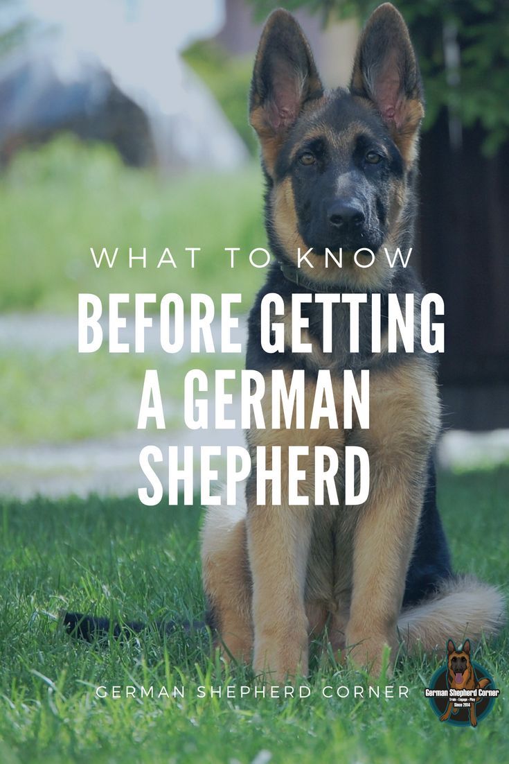 What to know before getting a German Shepherd Dog #dogs # ...