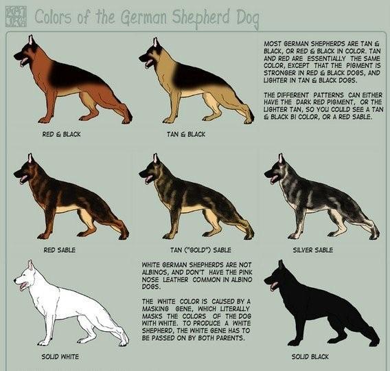 What types of german shepards are there?
