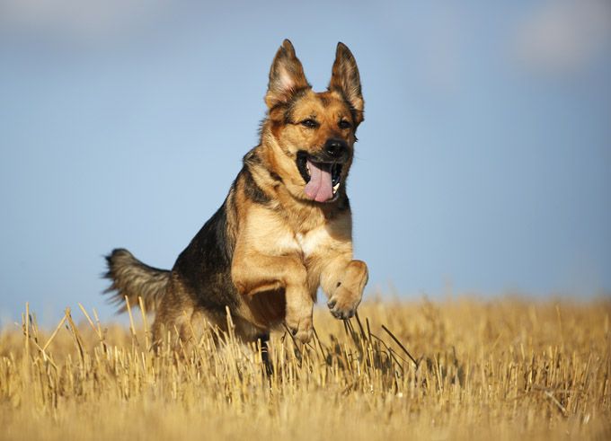 What You Need To Know Before You Get A German Shepherd ...