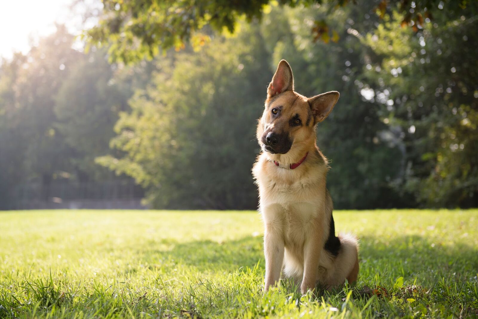Whatâs the best breed of dog for allergy sufferers?