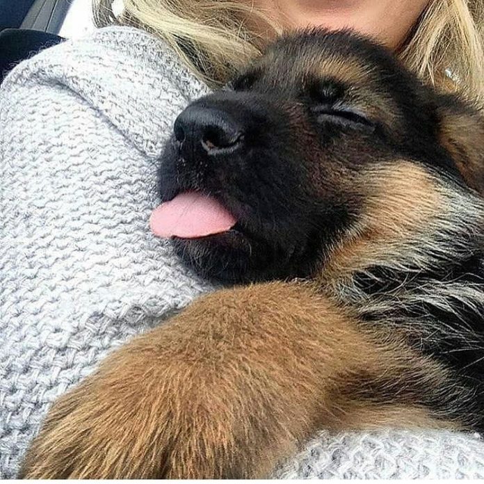 When Can German Shepherds Have Puppies