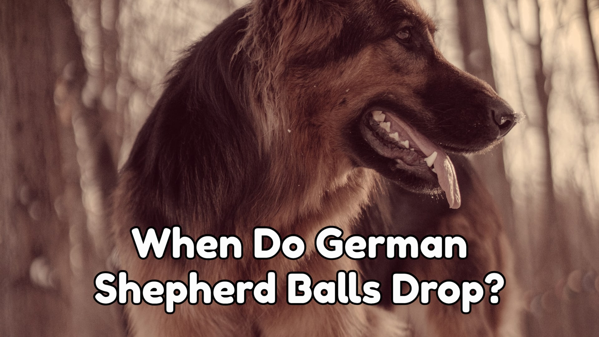 When Do German Shepherd Balls Drop?