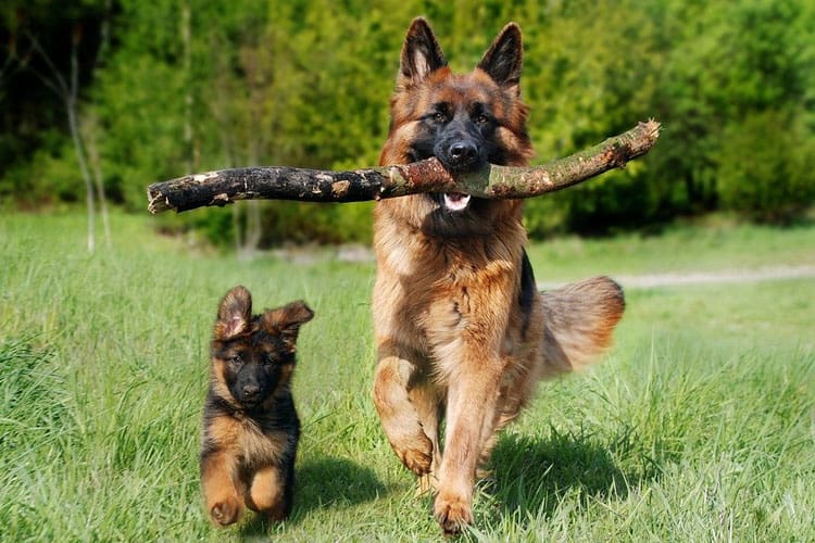 When Do German Shepherd Puppies Calm Down? (Answer)