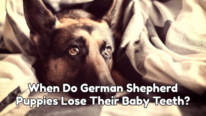 when do german shepherd puppies lose their baby teeth