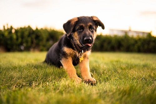 When Do German Shepherd Puppies Stop Teething? (An In ...