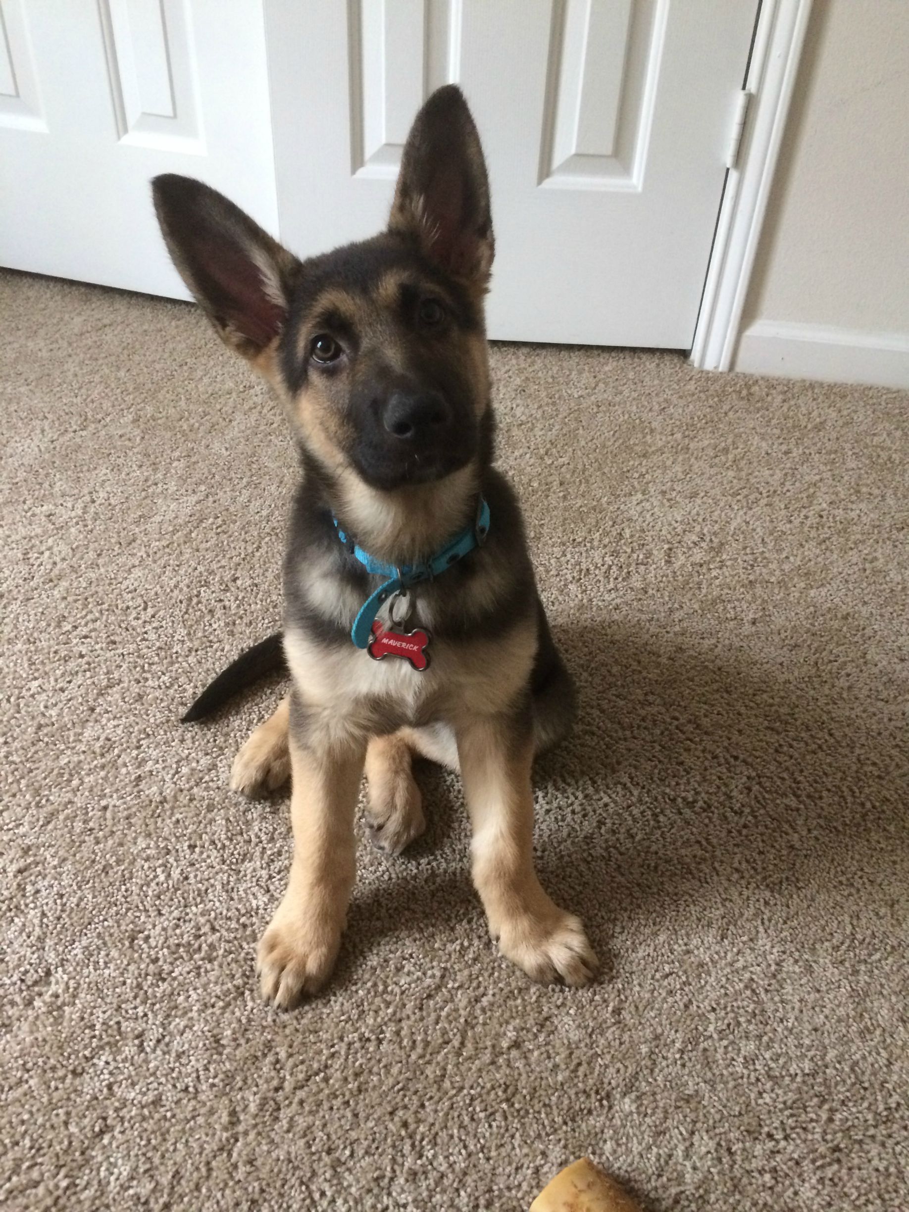 When Do German Shepherd Puppy Ears Stand Up