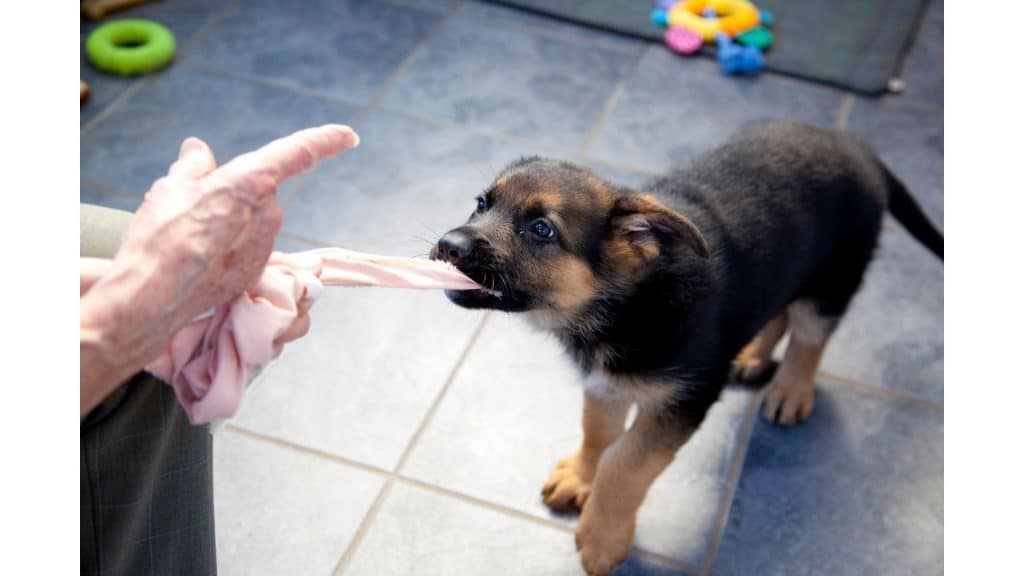 When Do German Shepherds Calm Down, Stop Chewing &  Biting ...