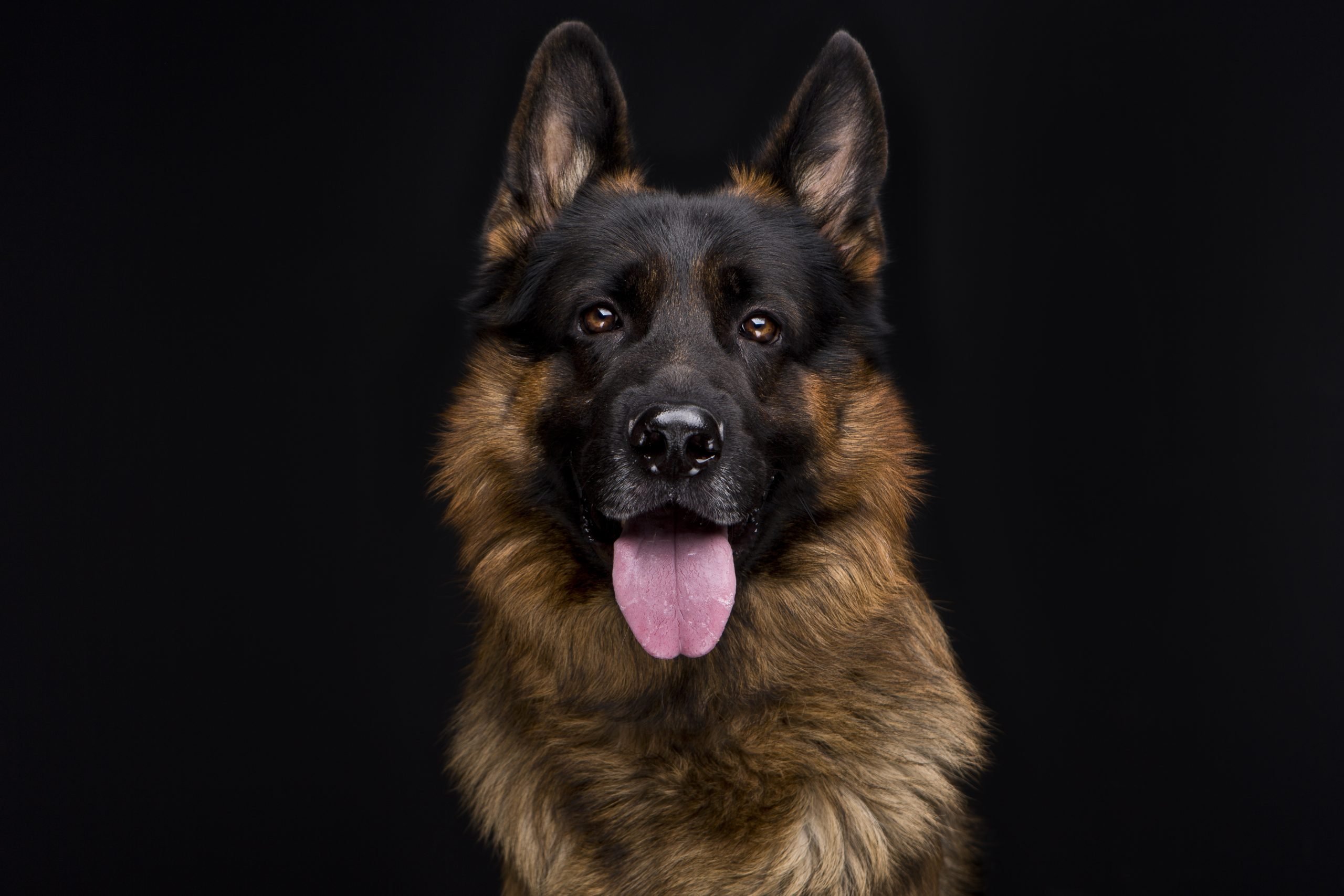 When Do German Shepherds Ears Stand Up?