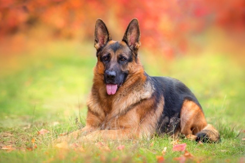 When Do German Shepherds Go Into Heat? (and Signs to Look ...