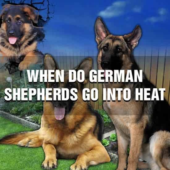 When Do German Shepherds Go Into Heat