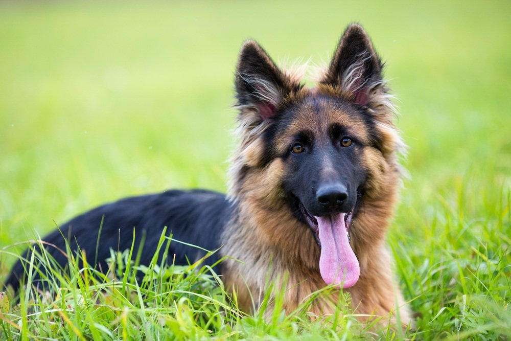 When do German Shepherds Stop Growing  Find Out the Truth Now