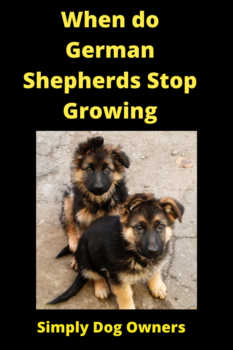 When do German Shepherds Stop Growing?
