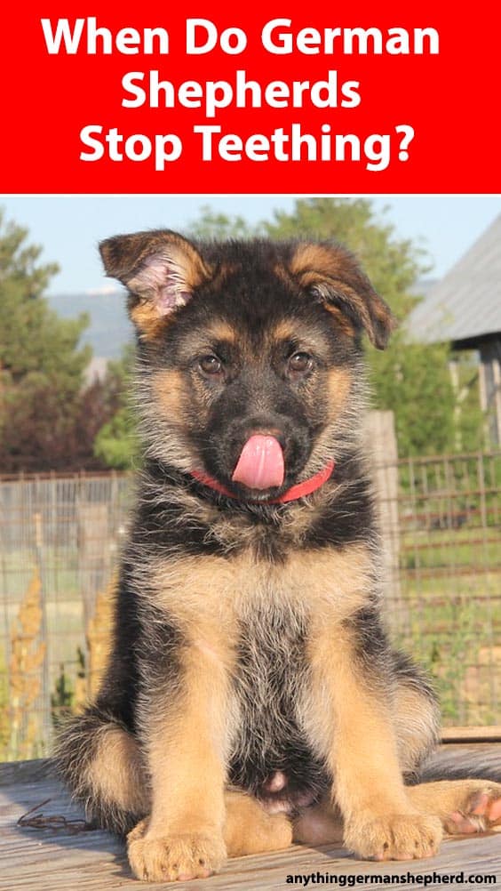 When Do German Shepherds Stop Teething? How to Recognize ...