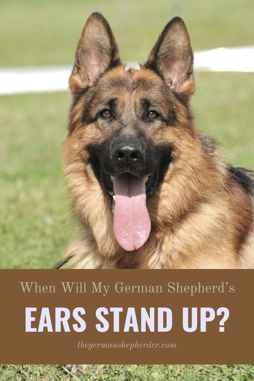 When Does A German Shepherd Ears Stand Up