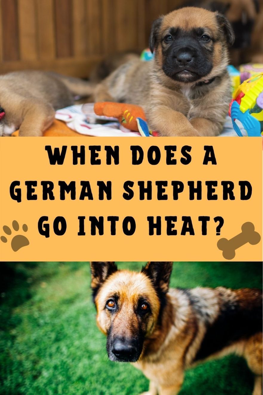 When Does A German Shepherd Go Into Heat? Easy To Spot Signs