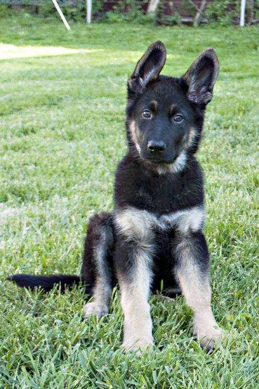 When does a German Shepherd puppies ears stand up?
